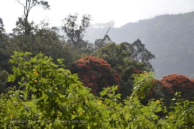 On Route Ooty to Munnar_DSC5664_H600